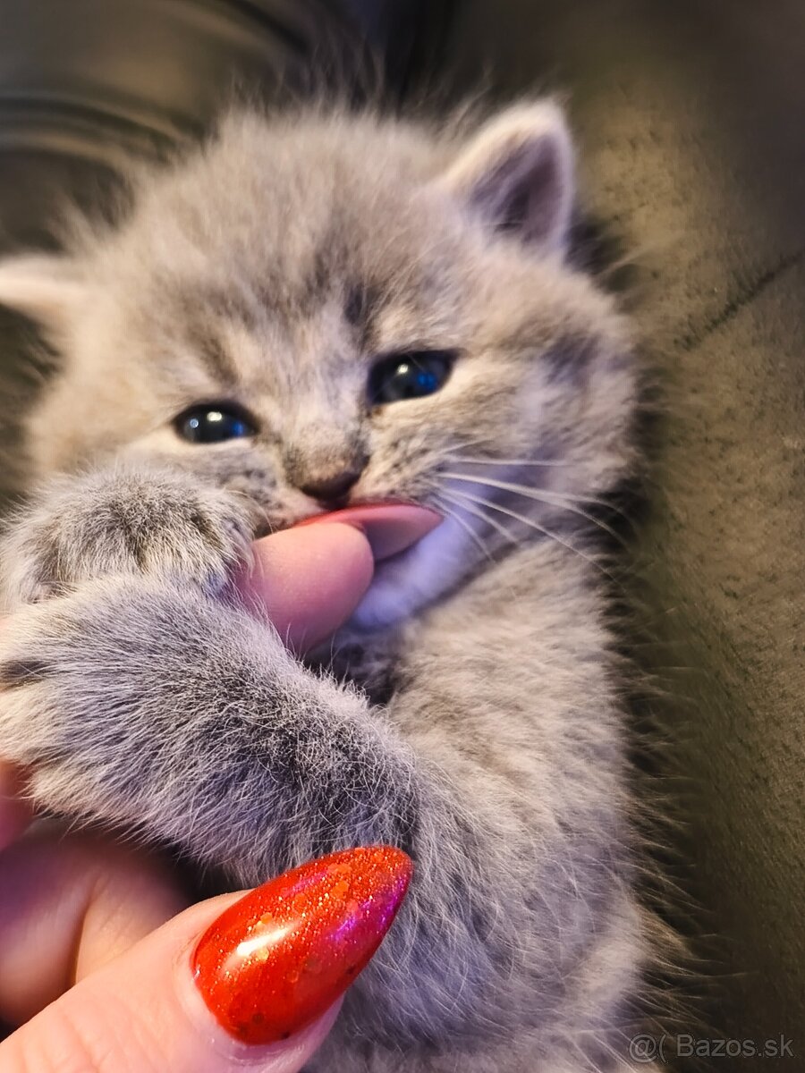 Predám Britské mačiatko - 5