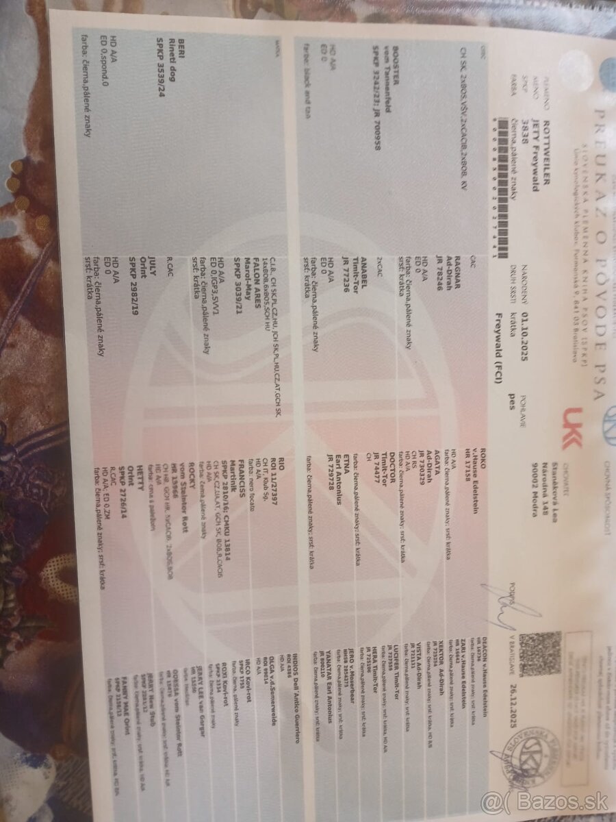 Rottweiler, rotvajler, rtw - 5