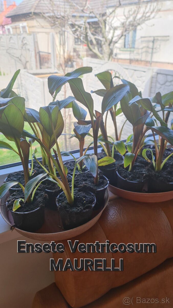 Banan,bananovniky,maurelli atd. - 5