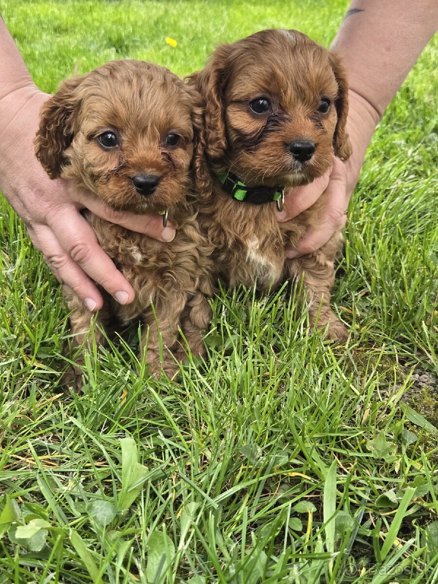 Cavapoo - 5