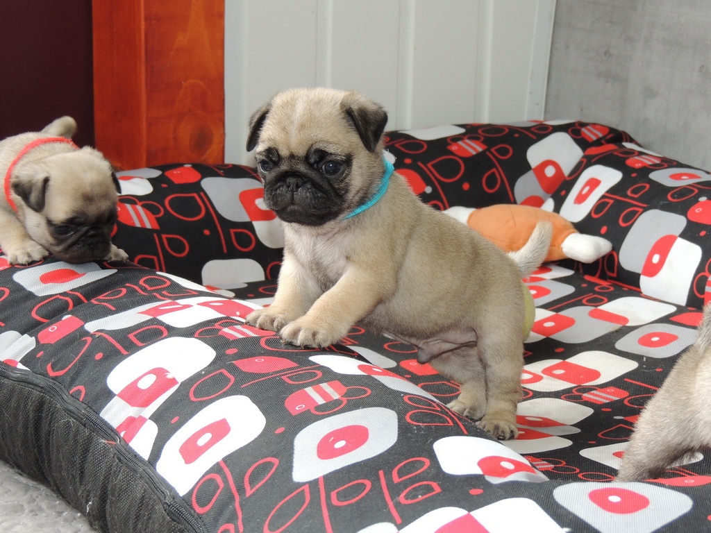 MOPS s PP. - 5