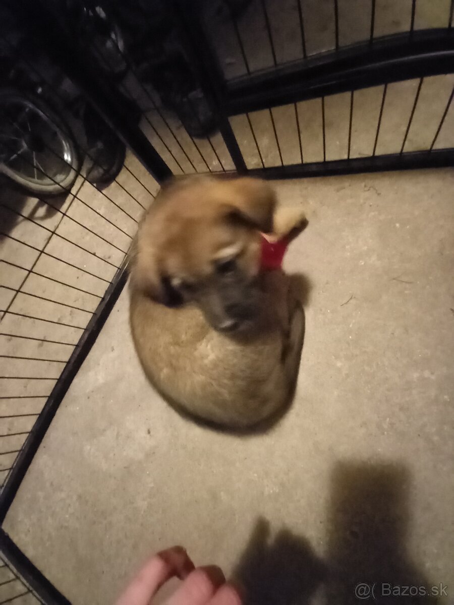 Darujem šteniatka - 5