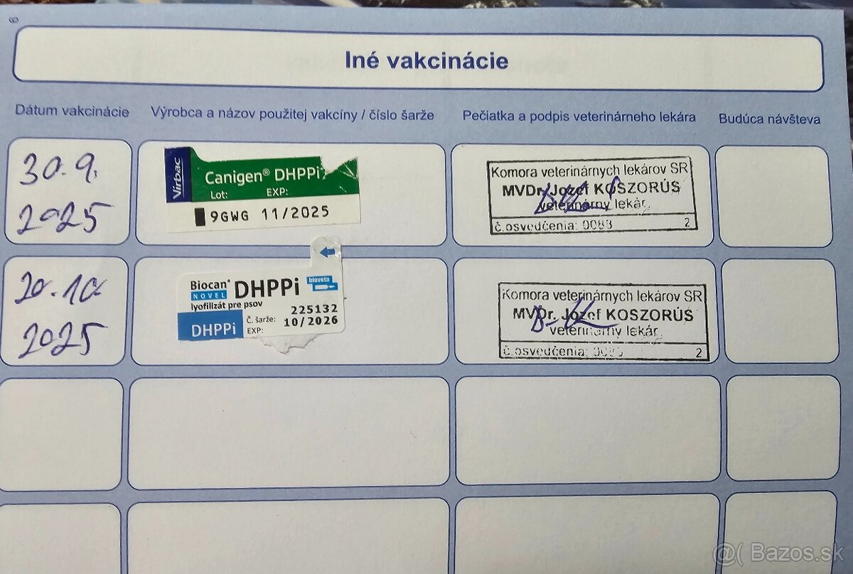 Golden Retriever - 5