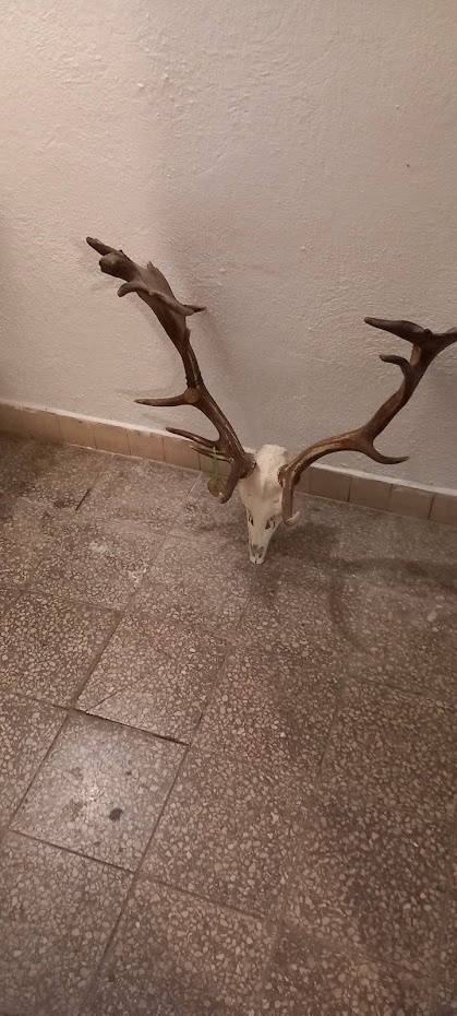 Predám danielie trofej - 5