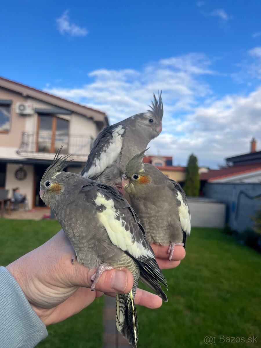 Korely ručne dokrmena Krotká - 5