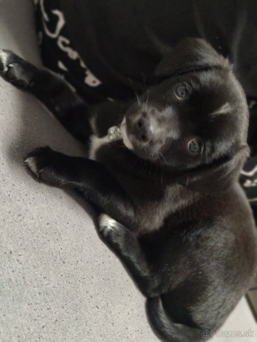 Labrador šteniatka - 5