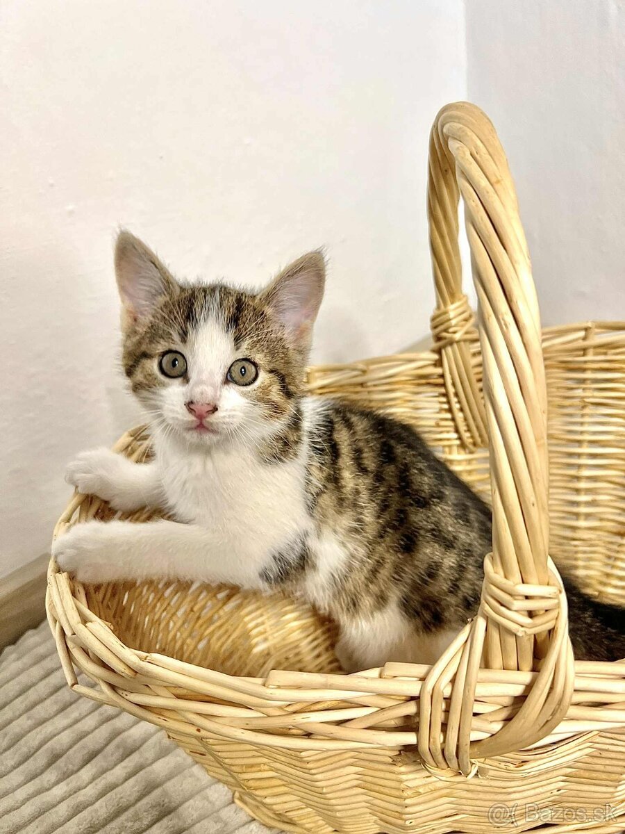 Darujeme mačiatka - 5