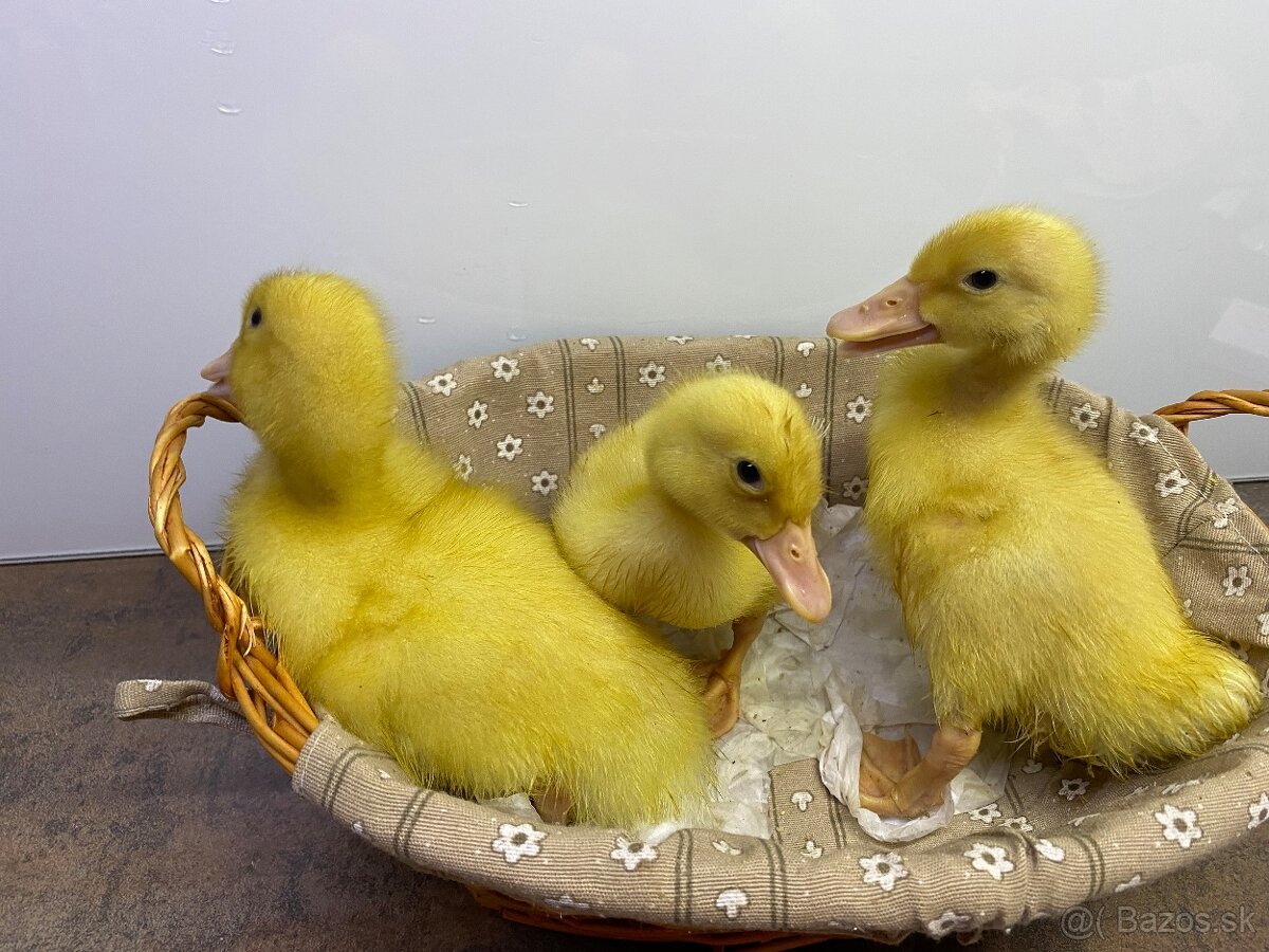 Nasadove vajcia peking - 5