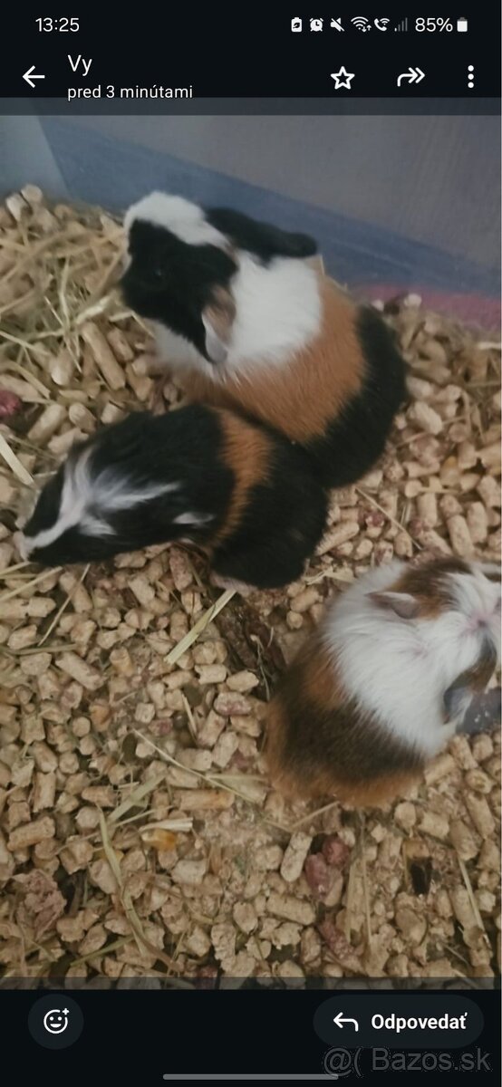 Morské prasiatka - 5