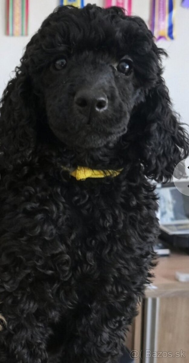 Psík pudel /pudlík/ s PP - 5