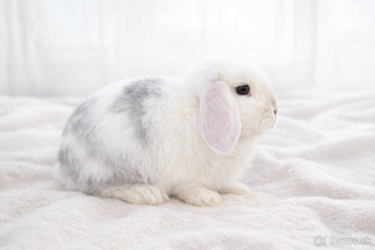 minilop samička 🐰❤️ - 5