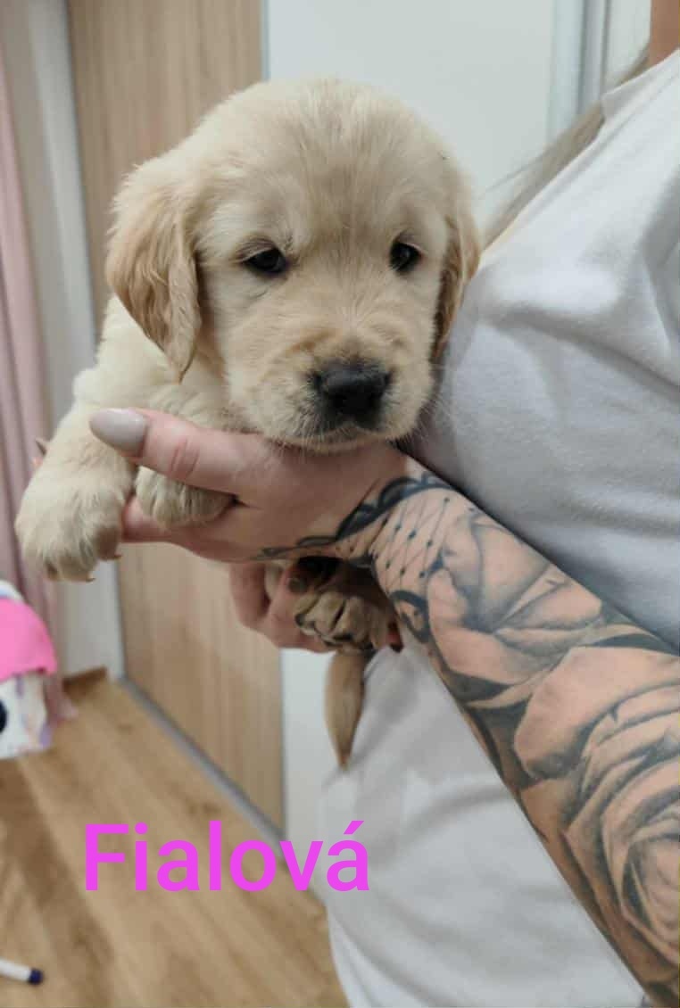 Zlatý Retriever - 5