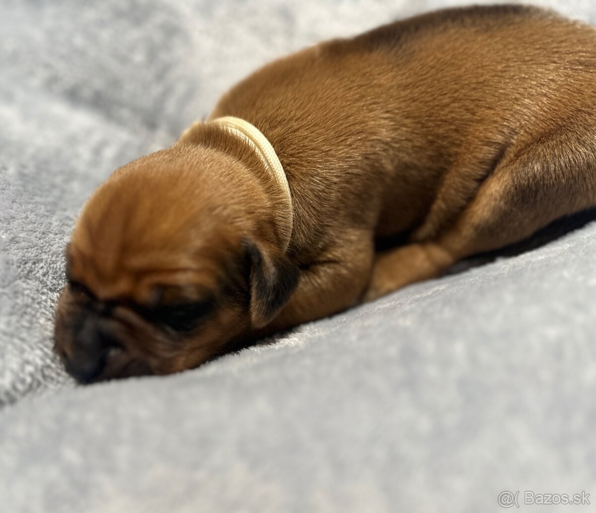 Rhodesian Ridgeback s preukazom pôvodu - 5