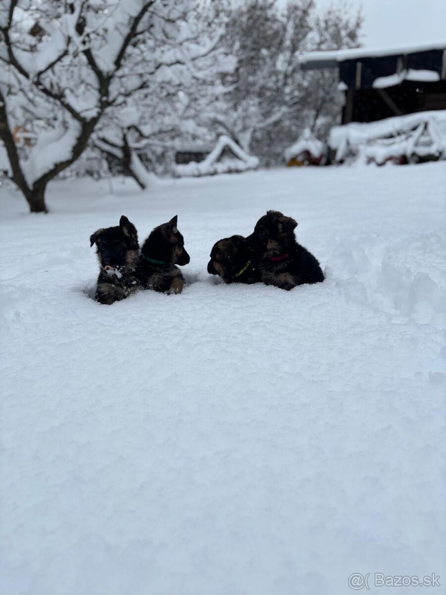 Nemecký ovčiak - 5