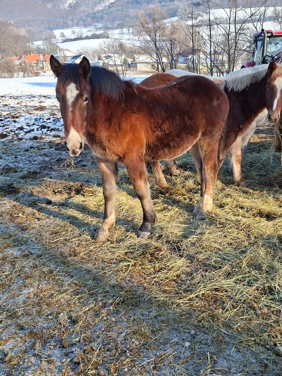 Predam tazne zriebata - 5