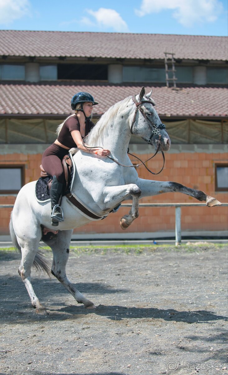 Všestranný Appaloosa na predaj - 5