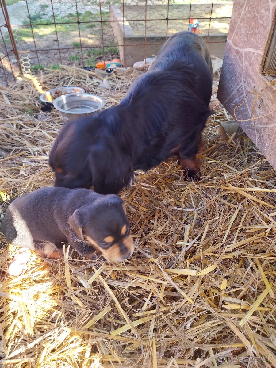 Šteniatka jazvečìka dlhosrstého - 5