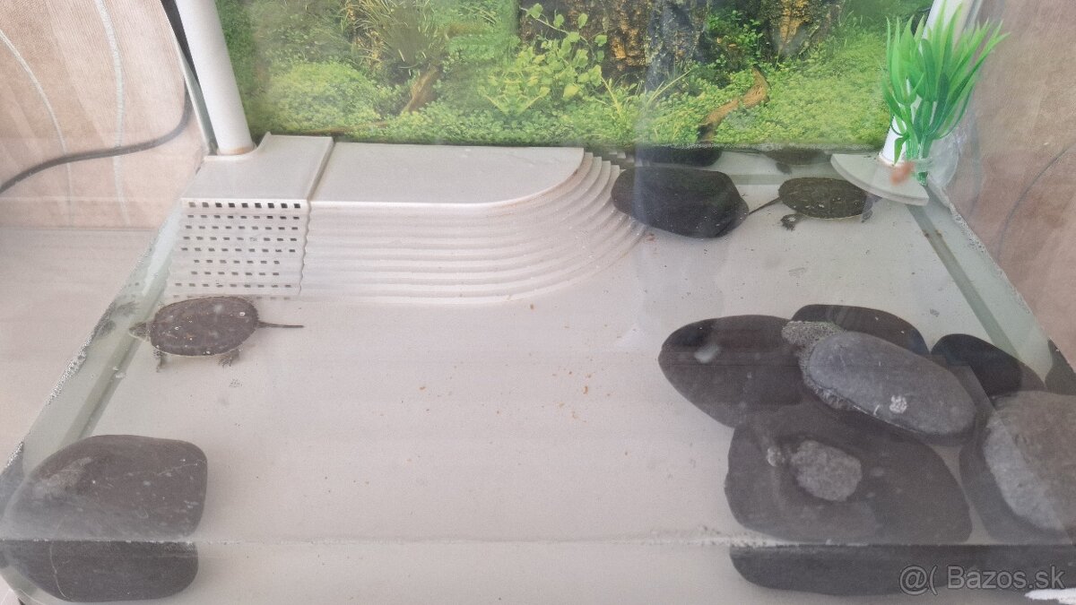 Korytnačky a akvárium - 5