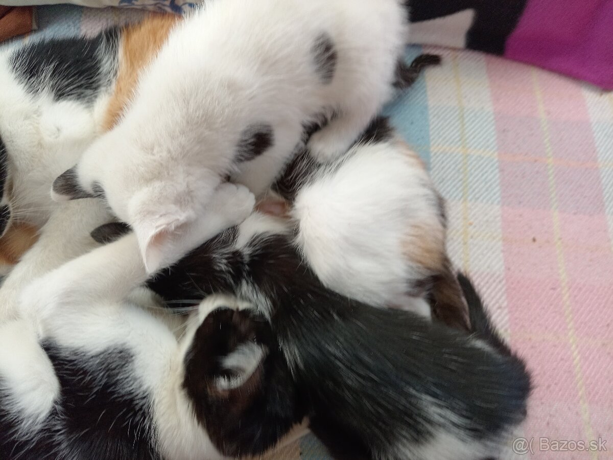 Darujeme mačiatka - 5