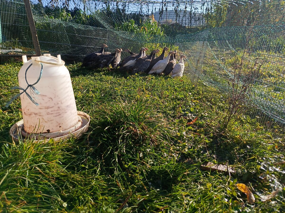 Predám perlicky - 5