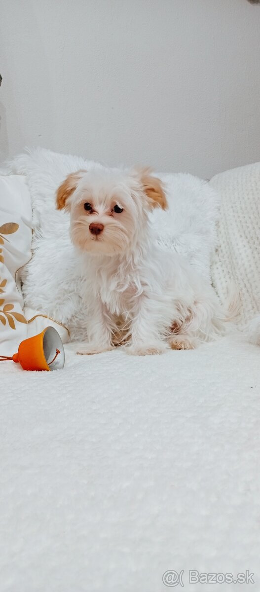 Yorkshire terrier golddust - 5