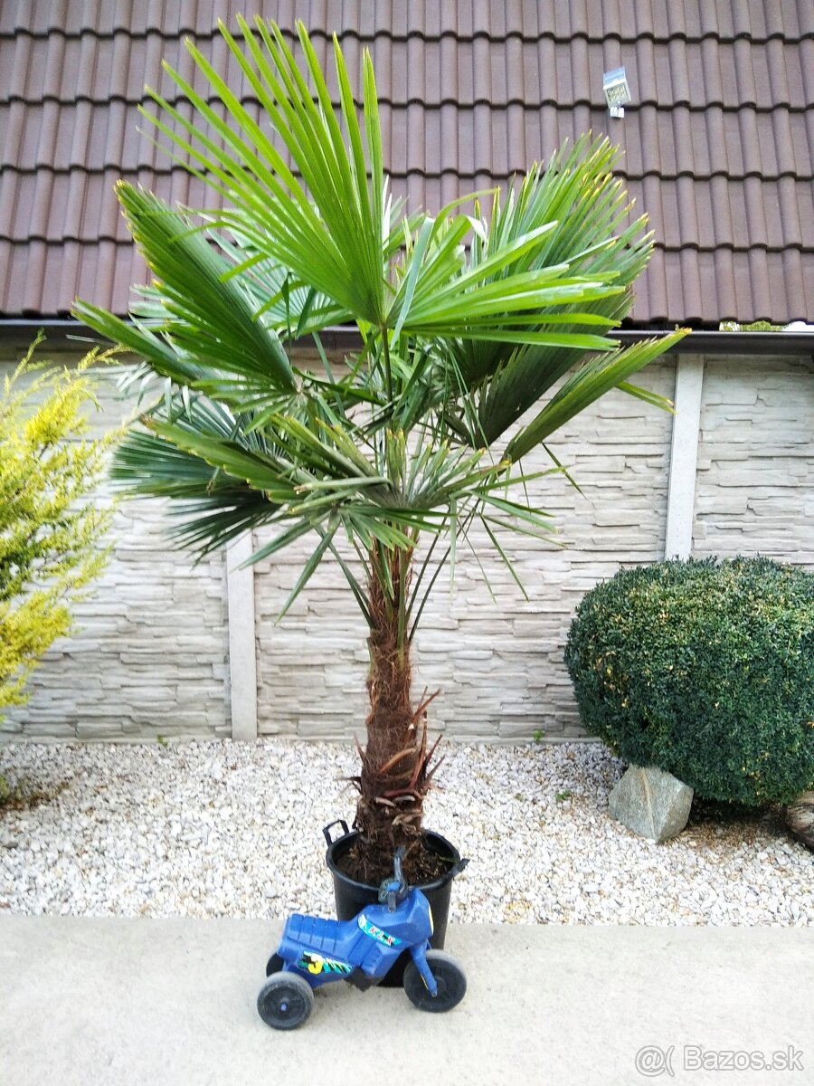 Mrazuvzdorne palmy Trachycarpus Fortunei - 5