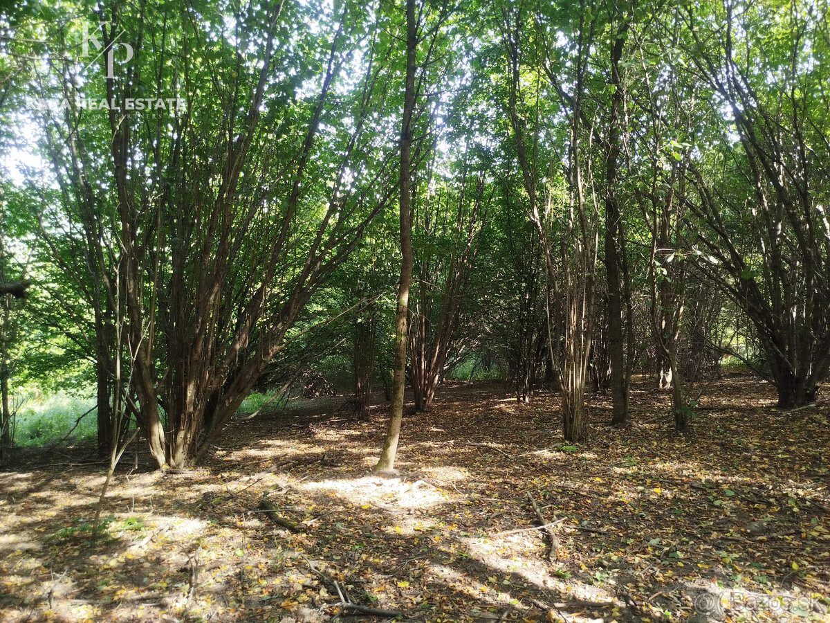 Pozemok na predaj, plocha 4607 m², Veľký Šariš - 5