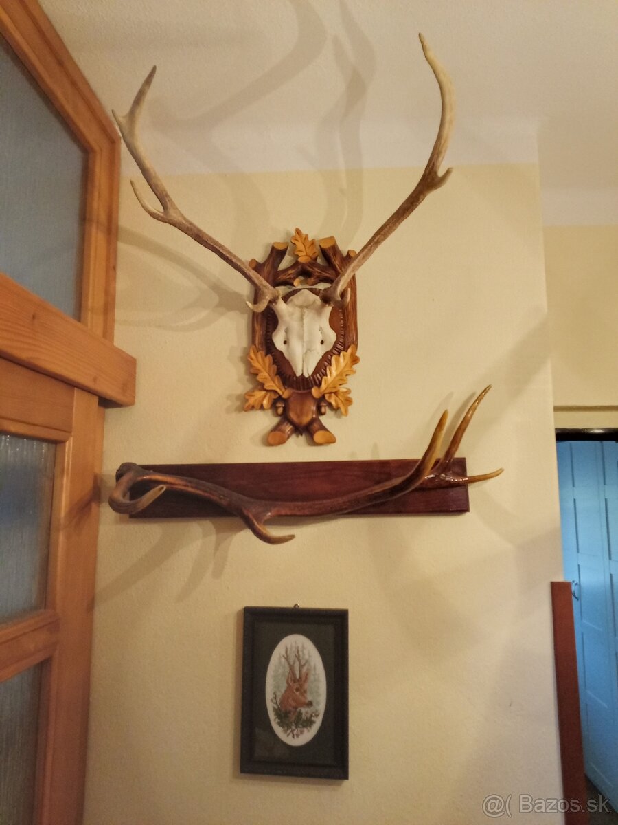 Predám luster z parožia + všetky trofeje, obrazy - 5