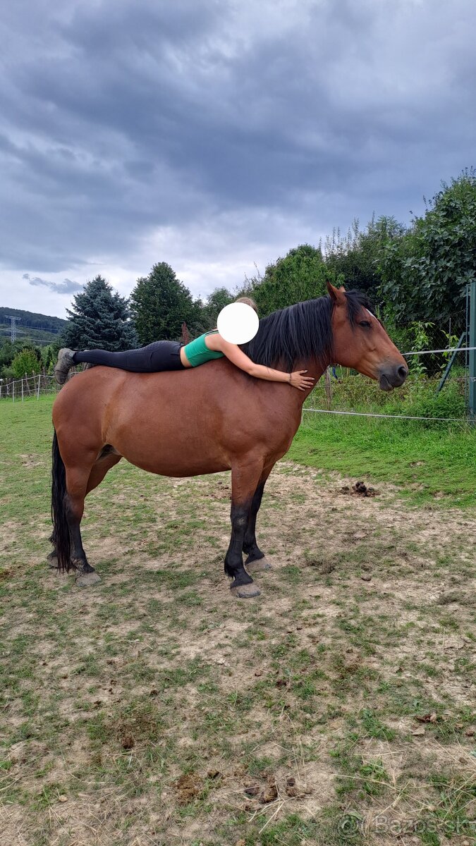 Predám chladnokrvnú kobylu - 5