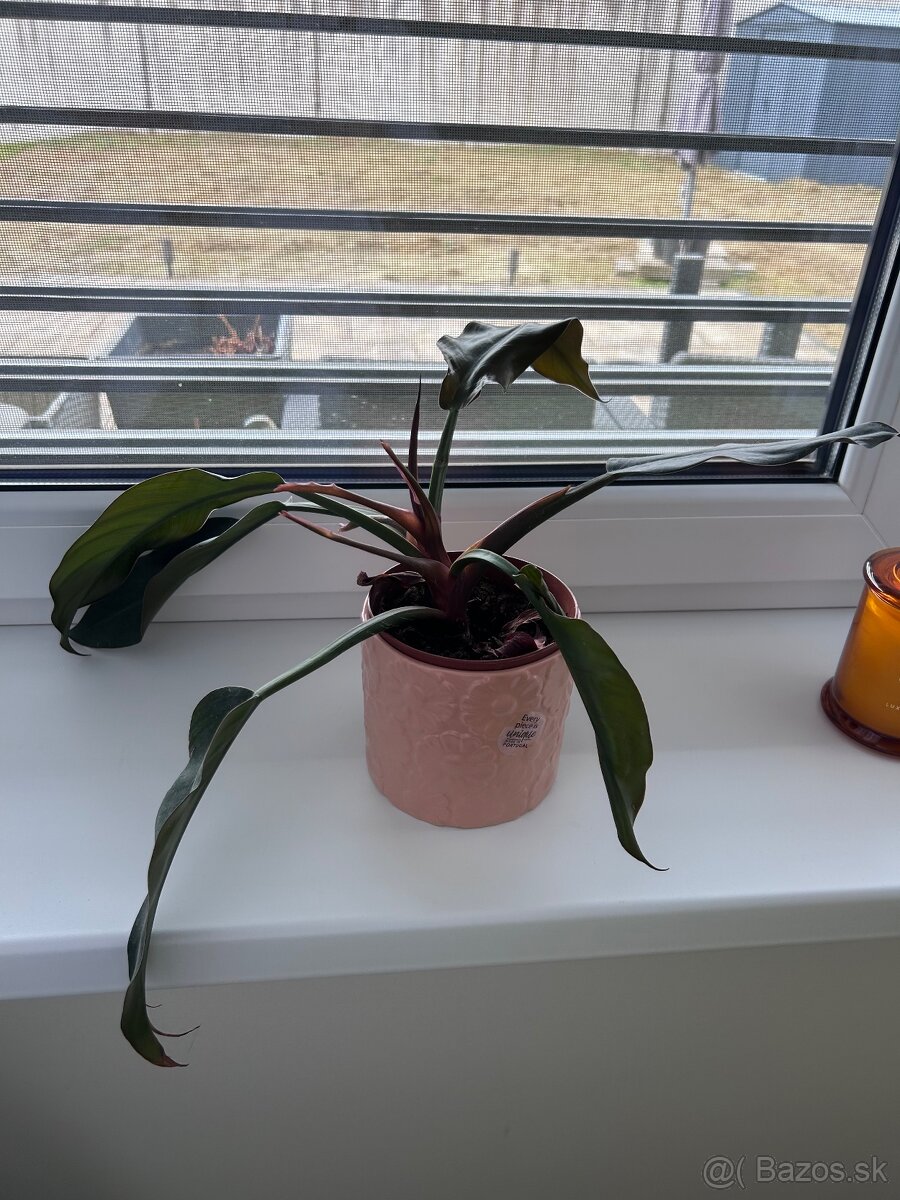 Izbové rastliny menšie - 5