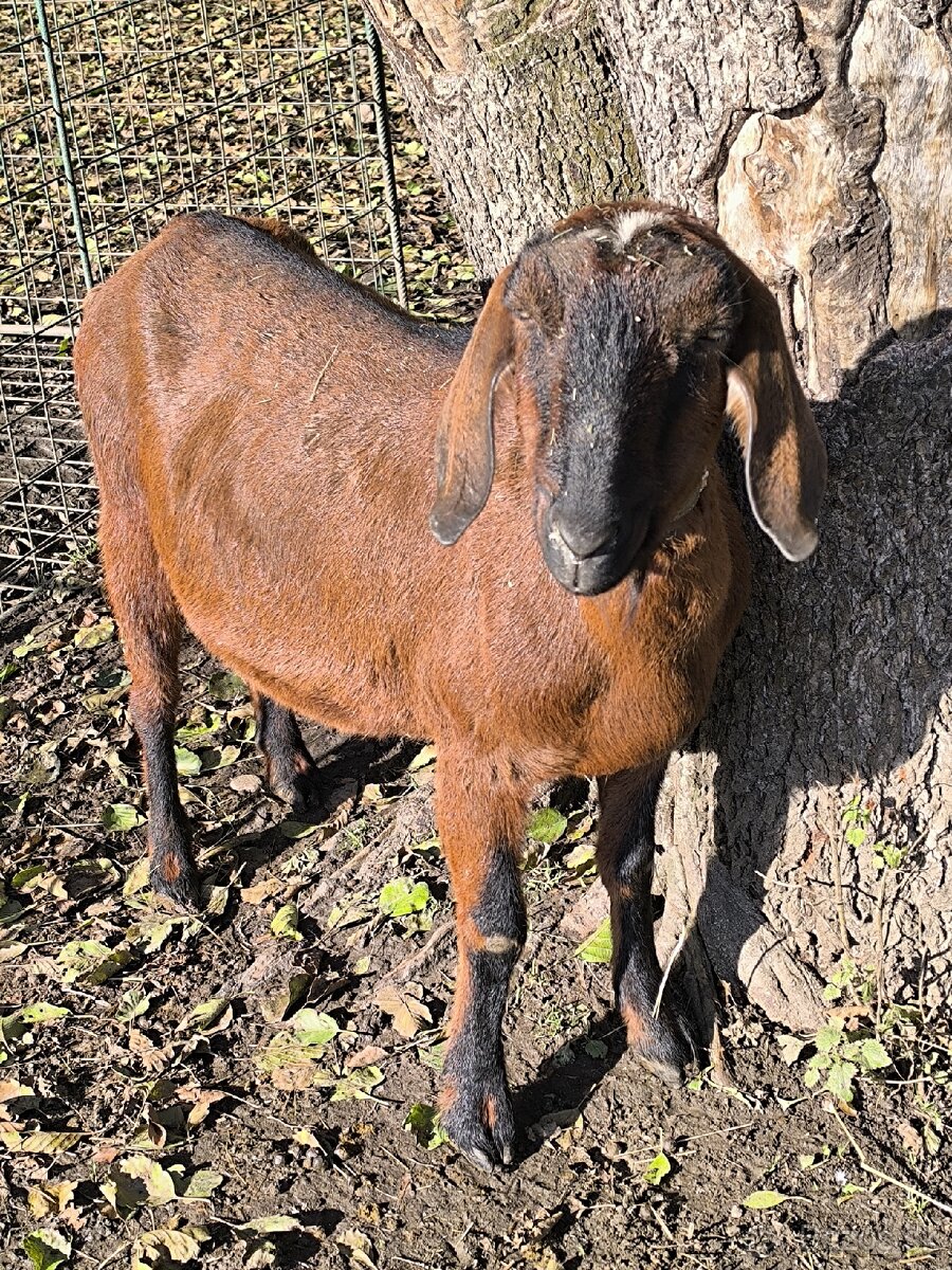 Kamerunska ovečka Anglonubijske kozy - 5