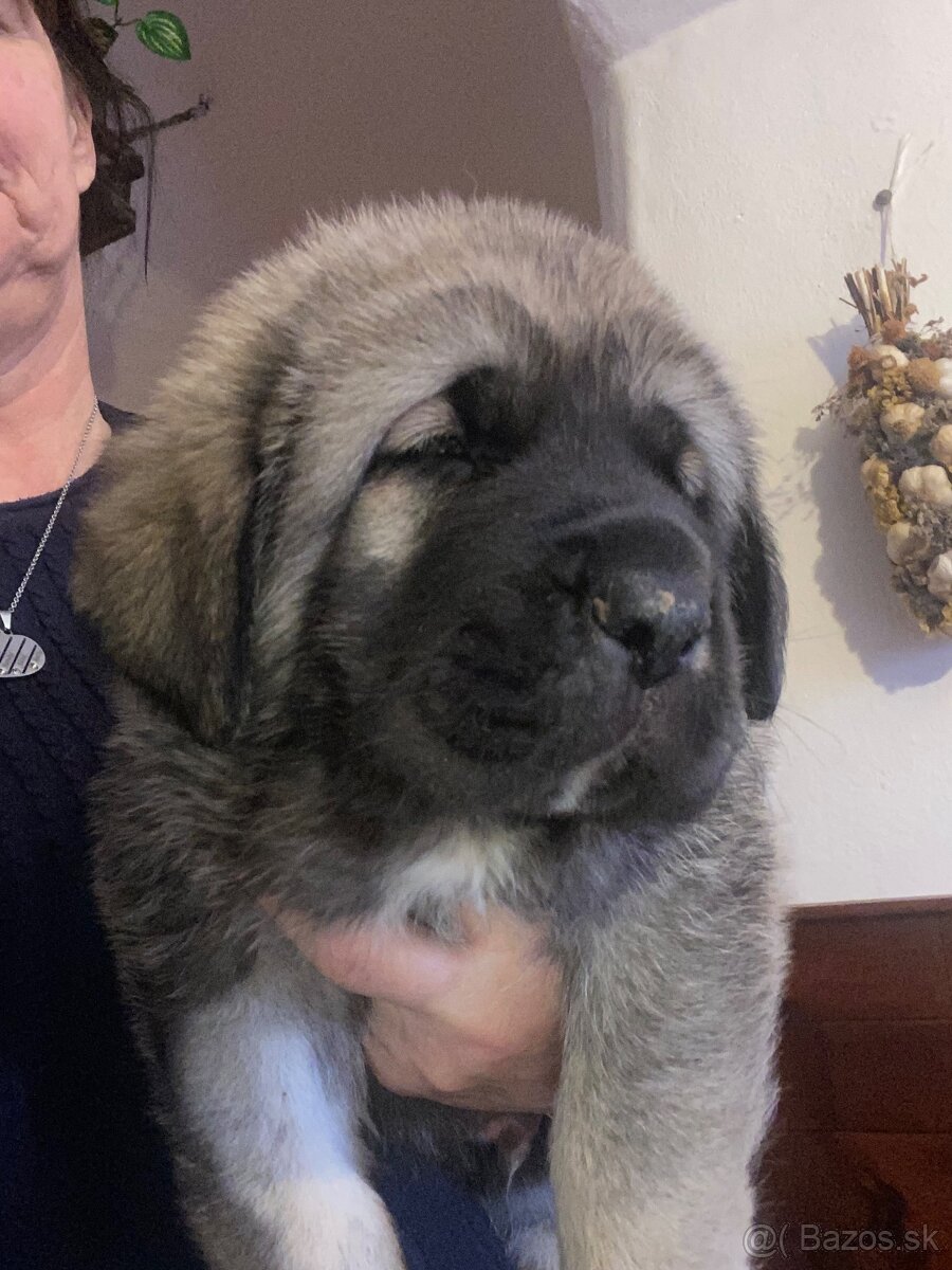 Španělský mastin štěňátka k odběru od 20.1. - 5