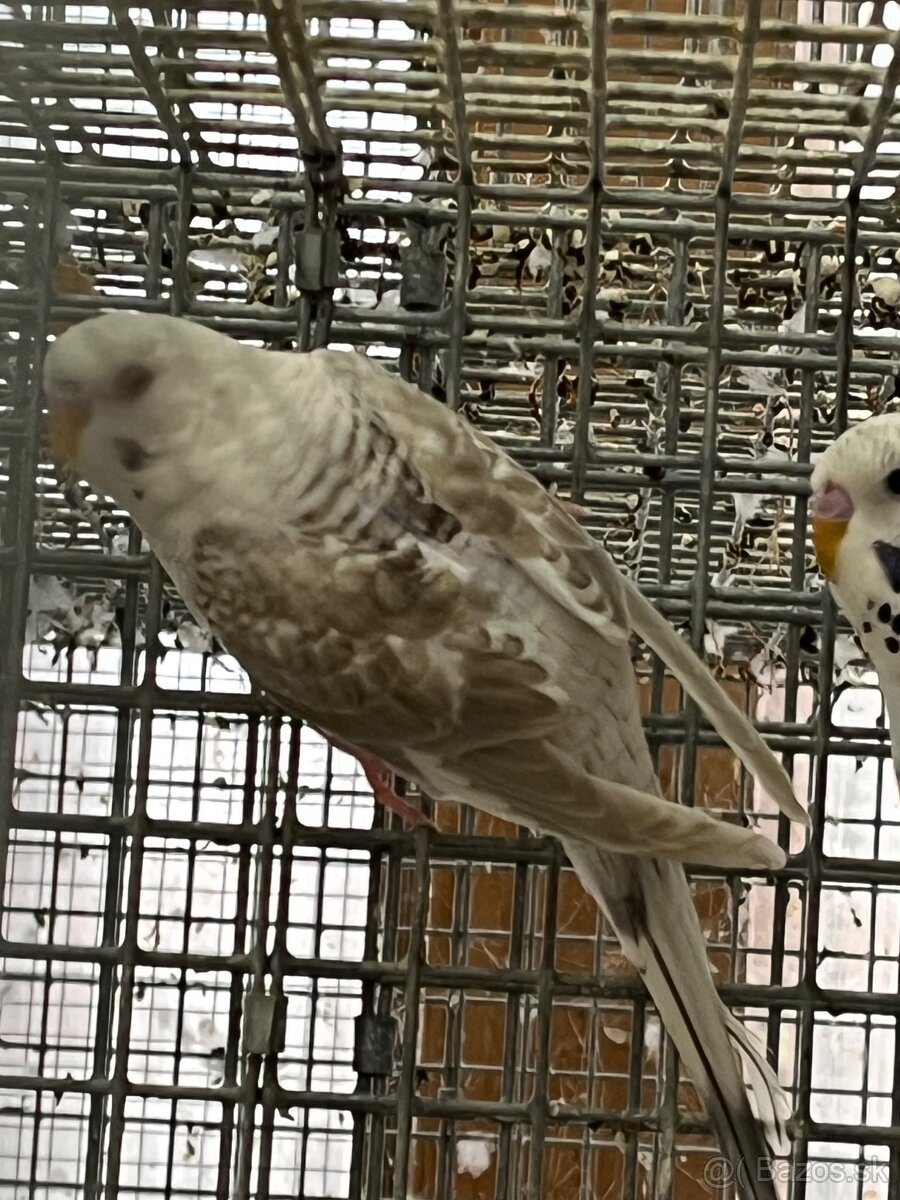 Blackwing andulky - 5