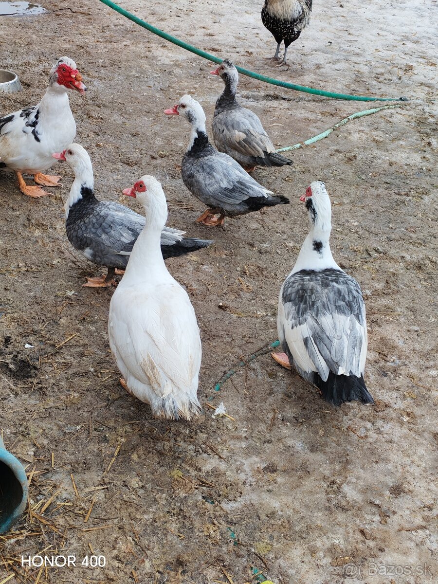 Mladé pižmove kačky - 5