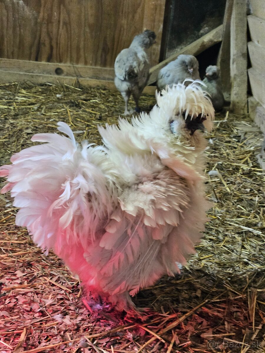 Hodvabnicky vajcia - 5