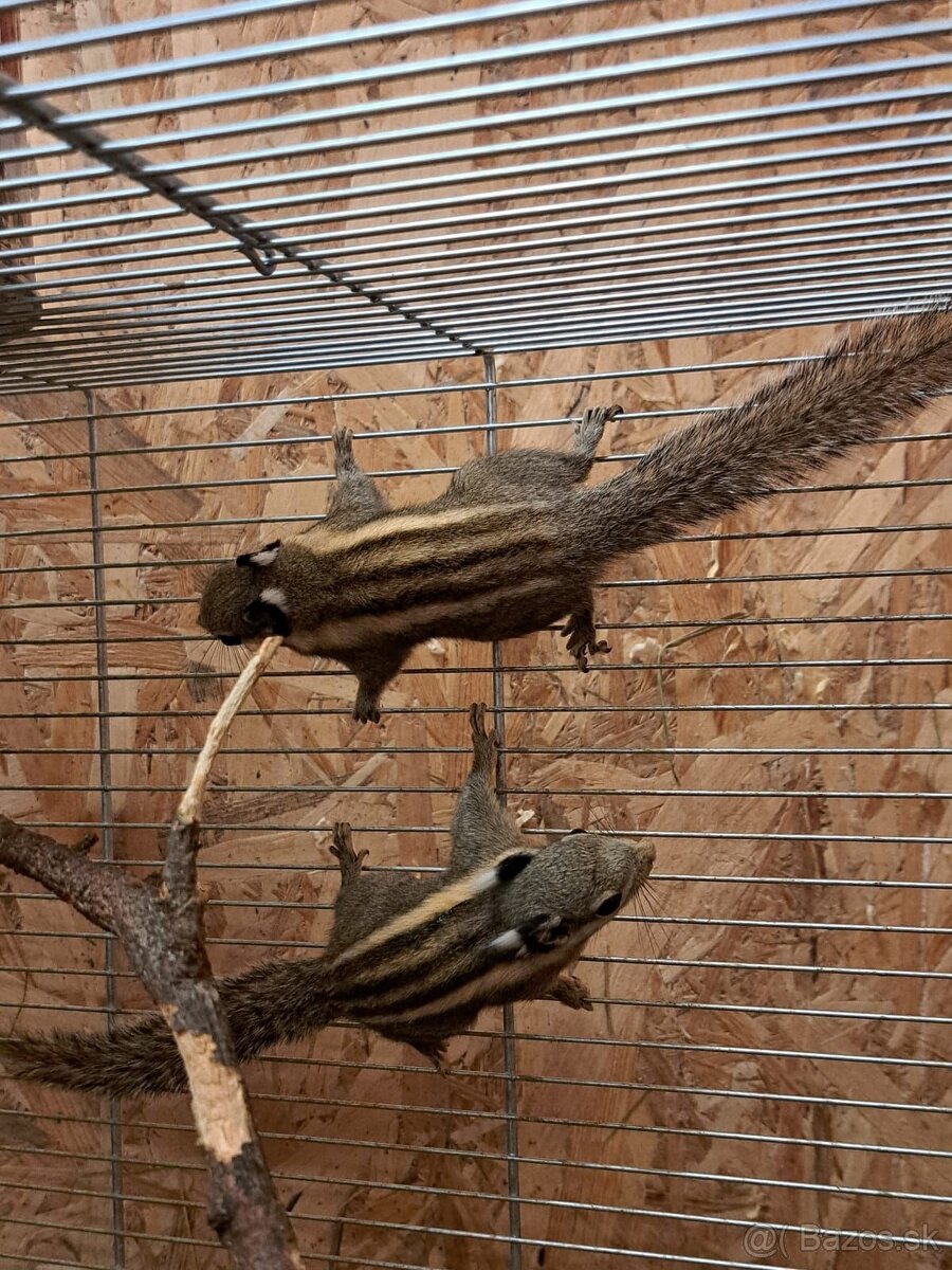 Predám veveričky - 5