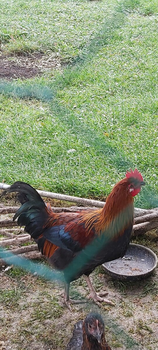 Kohúty Marans čierna medenokrká a iné - 5