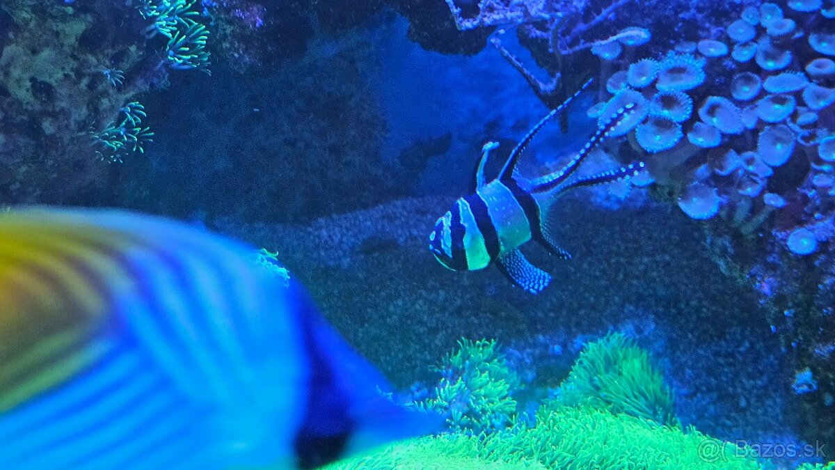 Predám kompletné morské akvárium – rozmer 150 × 57 × 50 cm - 5