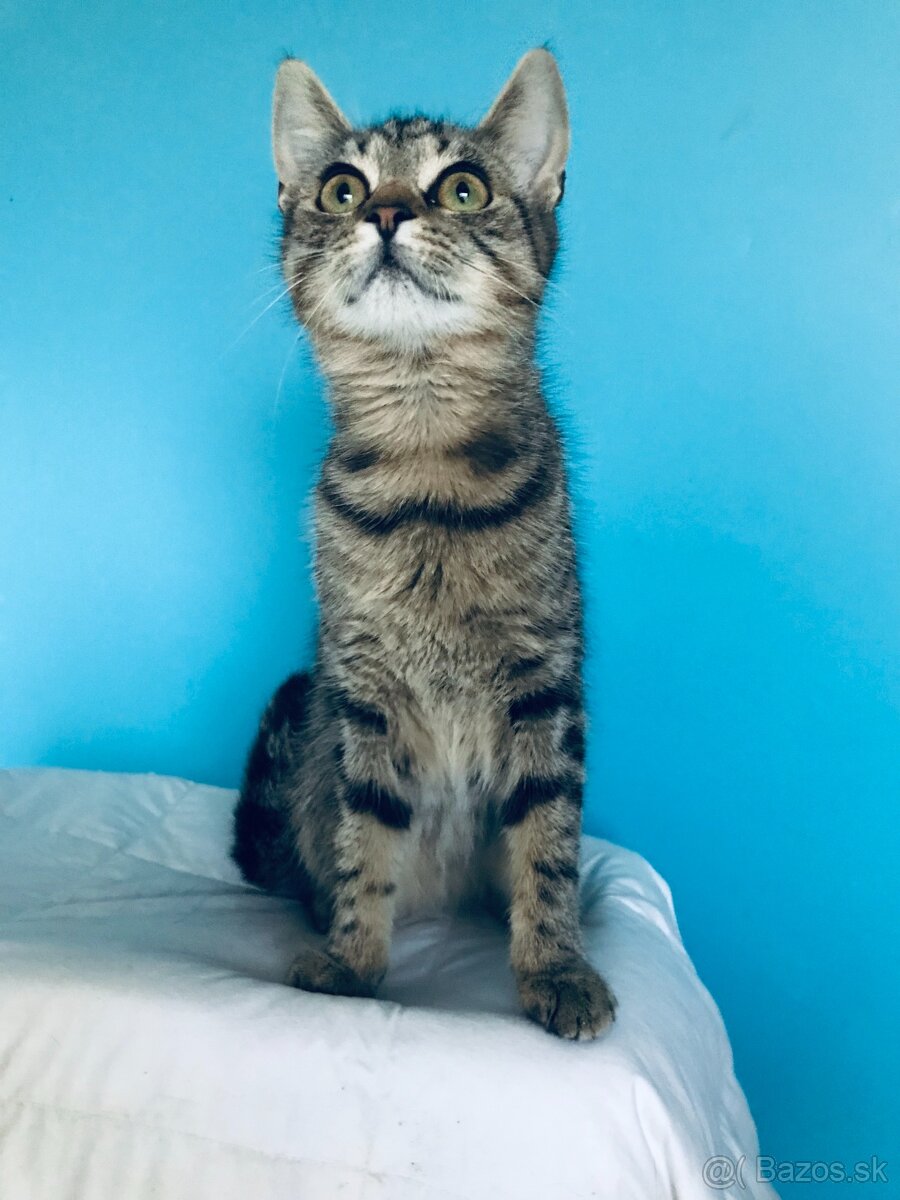 VERONIKA SI HĽADÁ DOMOV VO VNÚTRI - 5