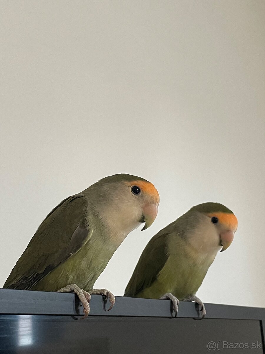 Agapornis Ružovohrdlý - 5