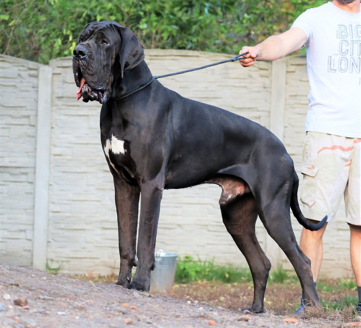 Nemecká doga s PP FCI Harle Černá Merle po šampiónoch - 5