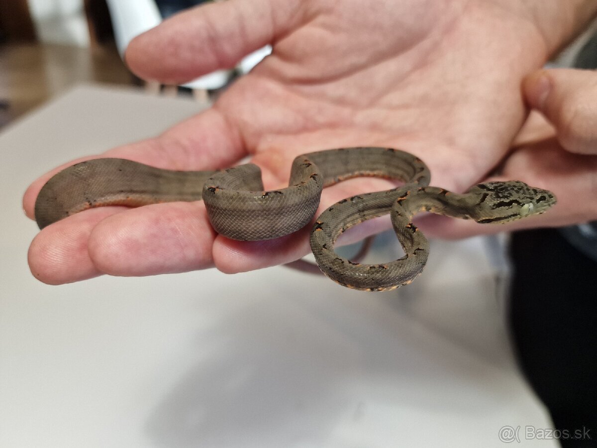 Corallus Hortulanus - 5