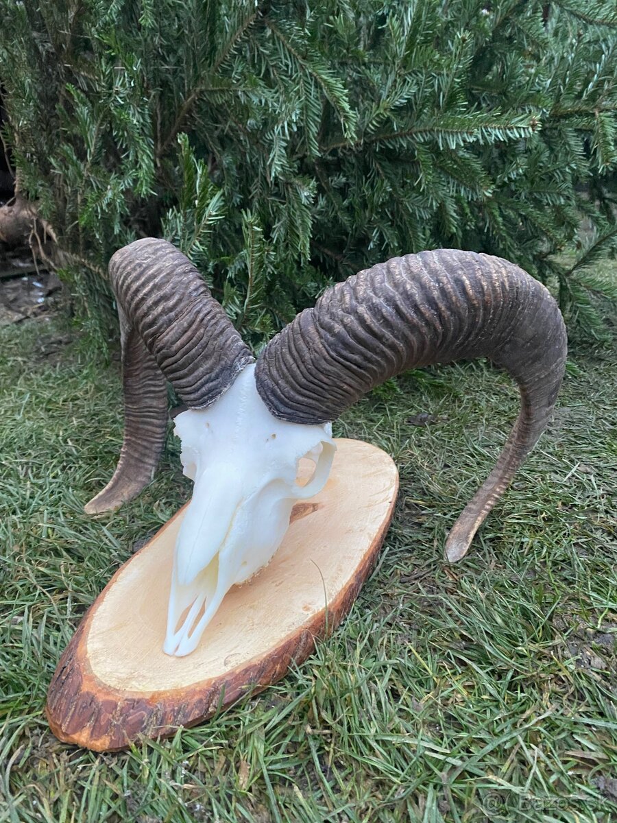 Úprava poľovníckych trofejí - 5