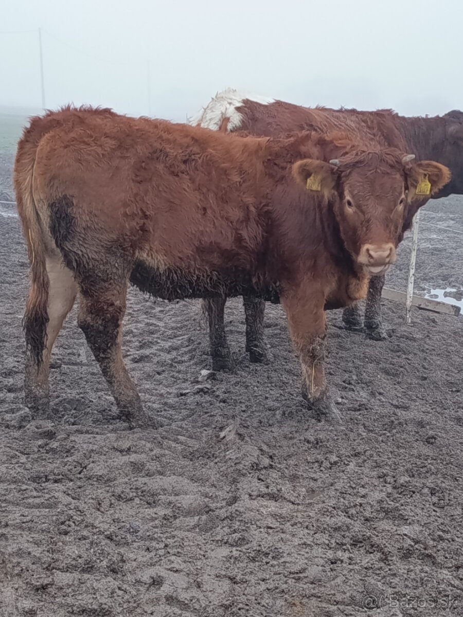 Jalovice Limousine - 5