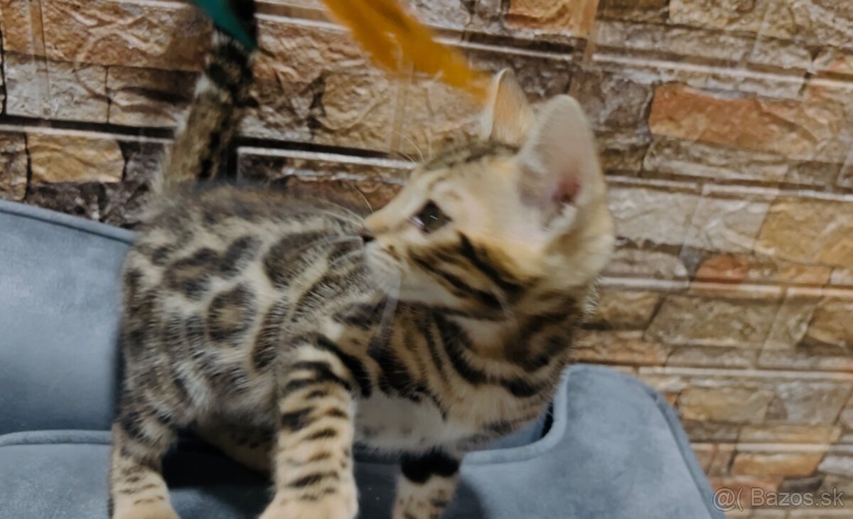 Bengalska mačka s PP - 5