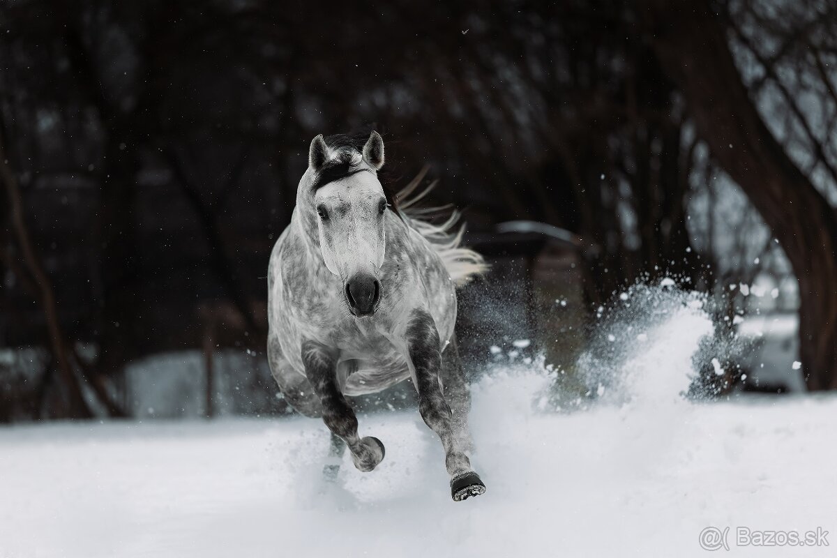 Pripúšťanie QH žrebcom - 5