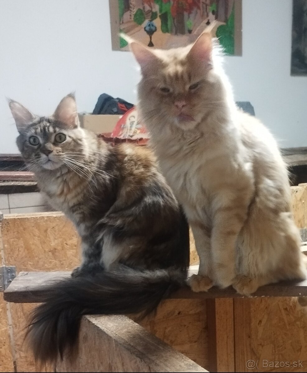 Mainska Myvalia mačka. - 5