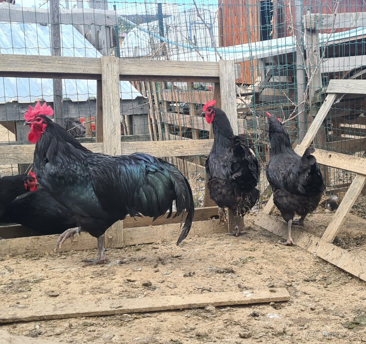 Ponukam nasadove vajicka - 5