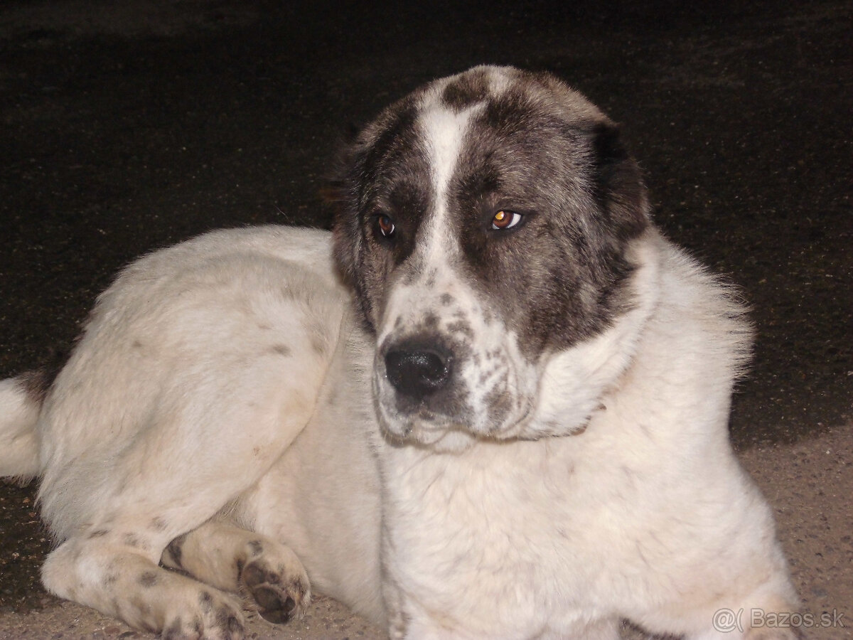 Stredoázijský ovčiak- krytie - 5