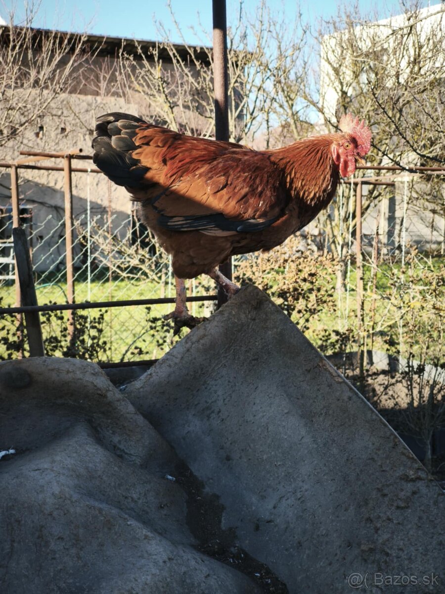 Predám mladé kohúty - SÚRNE - 5